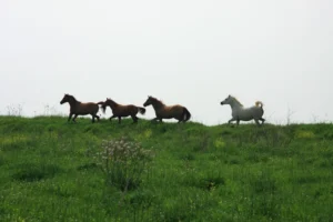 Digital Transformation – Get Compliance Horses Back in the Barn