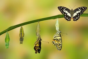 Records Management in SharePoint Online – information lifecycle model